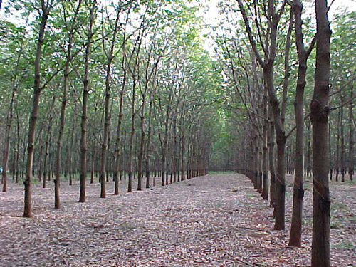 SERINGUEIRAS 2